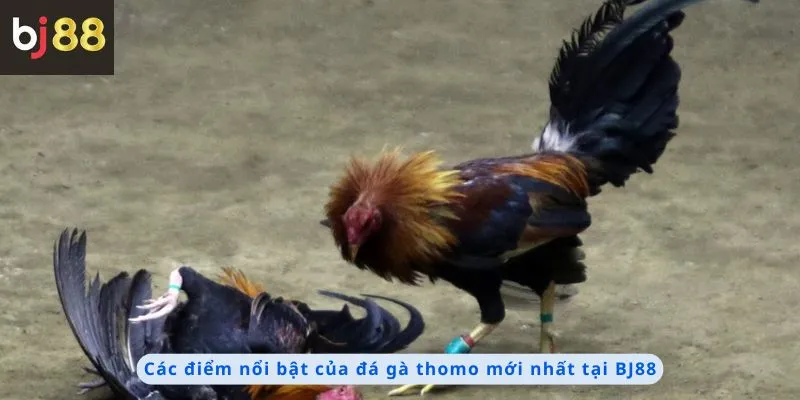 Các điểm nổi bật