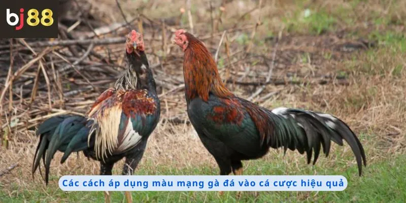 Các cách áp dụng hiệu quả