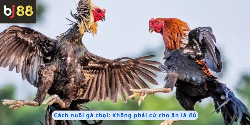 Cách nuôi gà chọi