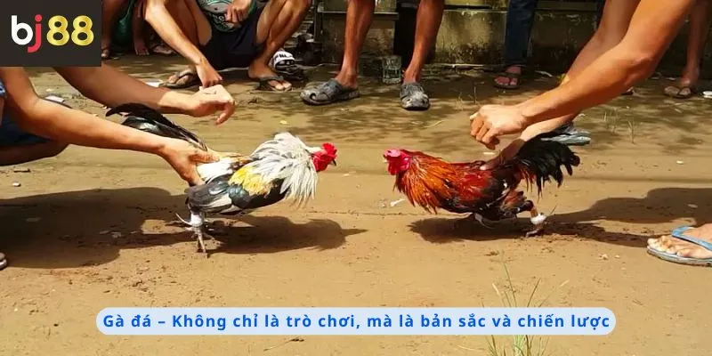 Mẹo Chọn Gà Đá 1 Gà đá là bản sắc và chiến lược