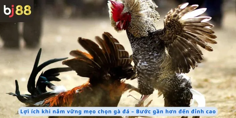 Mẹo Chọn Gà Đá 3 Lợi ích khi nắm vững mẹo