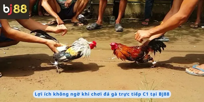 Đá Gà Trực Tiếp C1 2 Lợi ích không ngờ khi chơi
