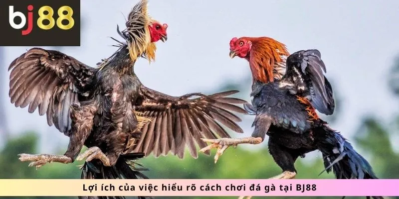 Đá Gà 2 Lợi ích việc hiểu rõ cách chơi