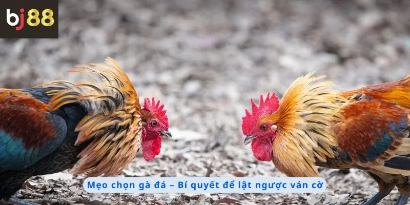 Mẹo Chọn Gà Đá 2 Mẹo chọn gà đá