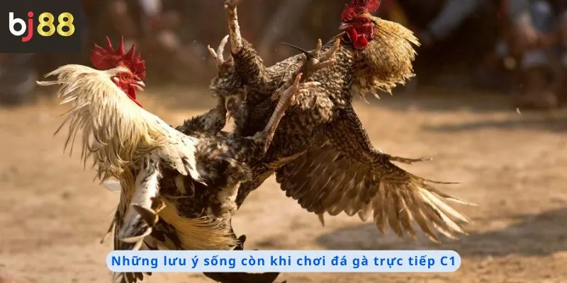 Đá Gà Trực Tiếp C1 3 Những lưu ý sống còn khi chơi