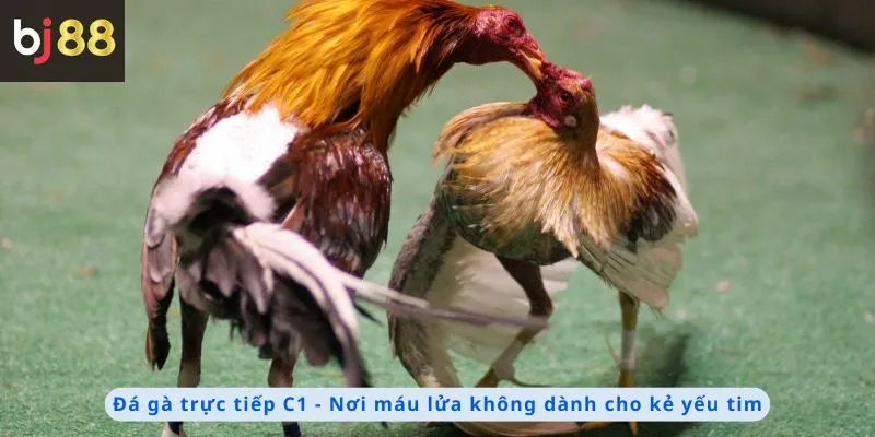 Đá Gà Trực Tiếp C1 1 Nơi máu lửa không dành cho kẻ yếu tim