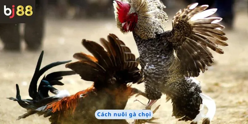 Cách Nuôi Gà Chọi 2 Cách nuôi gà chọi