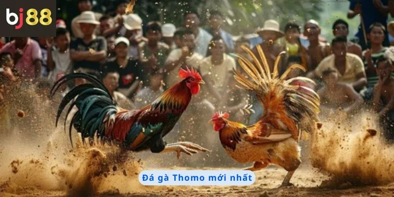 Đá Gà Thomo Mới Nhất 10 đá gà thomo mới nhất