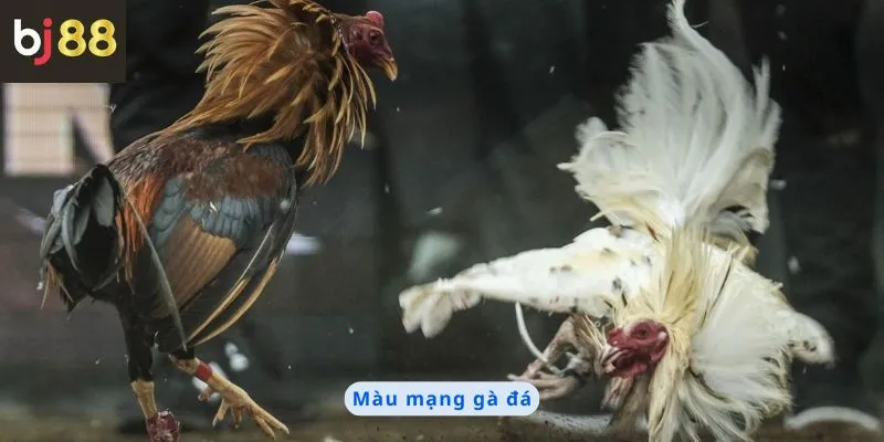 Màu Mạng Gà Đá 9 Màu mạng gà đá