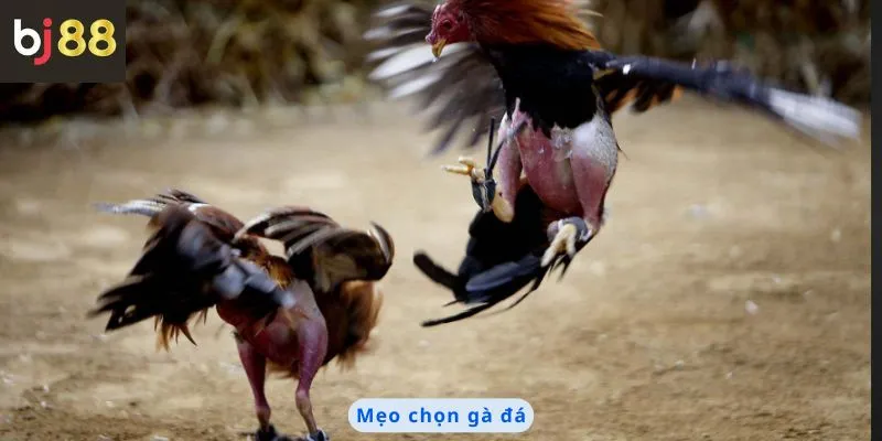 Mẹo Chọn Gà Đá 8 Mẹo chọn gà đá